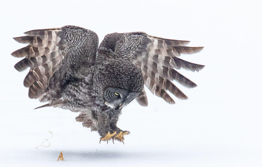 Kelly Marquardt: Great Gray Pounces